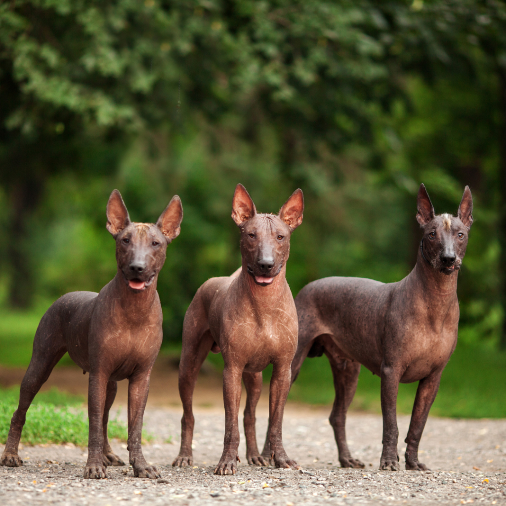 Xoloitzcuintli, dog endemic to Mexico. ©Canva